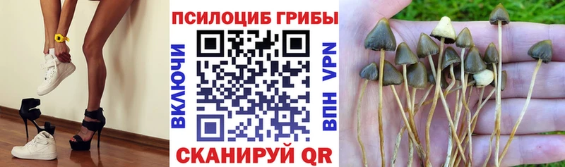 Галлюциногенные грибы Cubensis  где купить   omg сайт  Алагир 